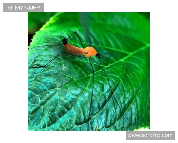 帕奎塔引领新潮流球场内外展现多面才华与无限潜力